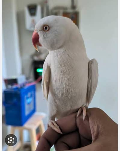 Fully Hand tame Breader female