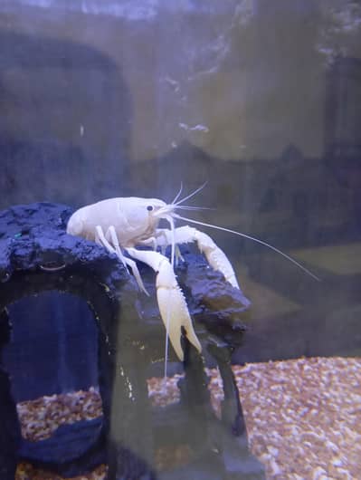 white specter Cray fish