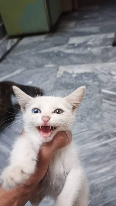 Persion kittens