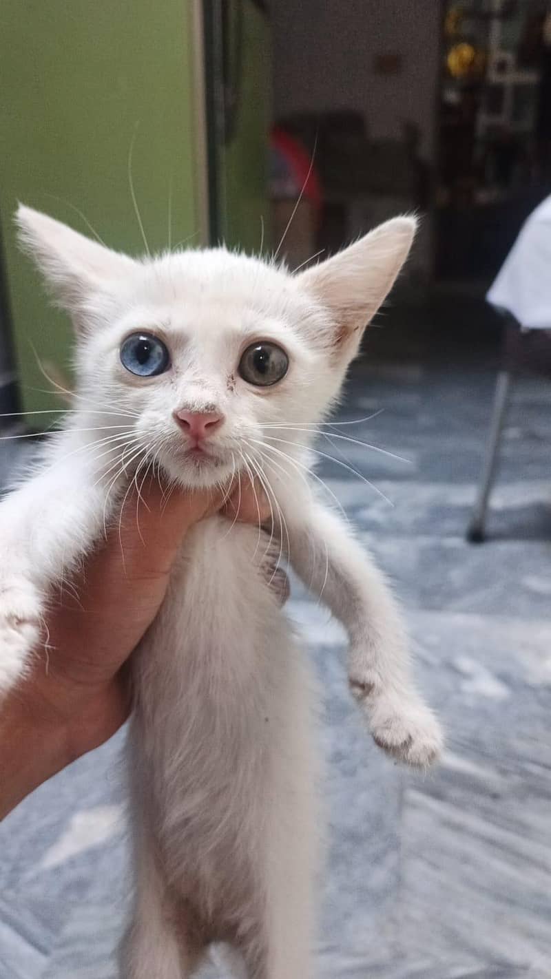 Persion kittens 1