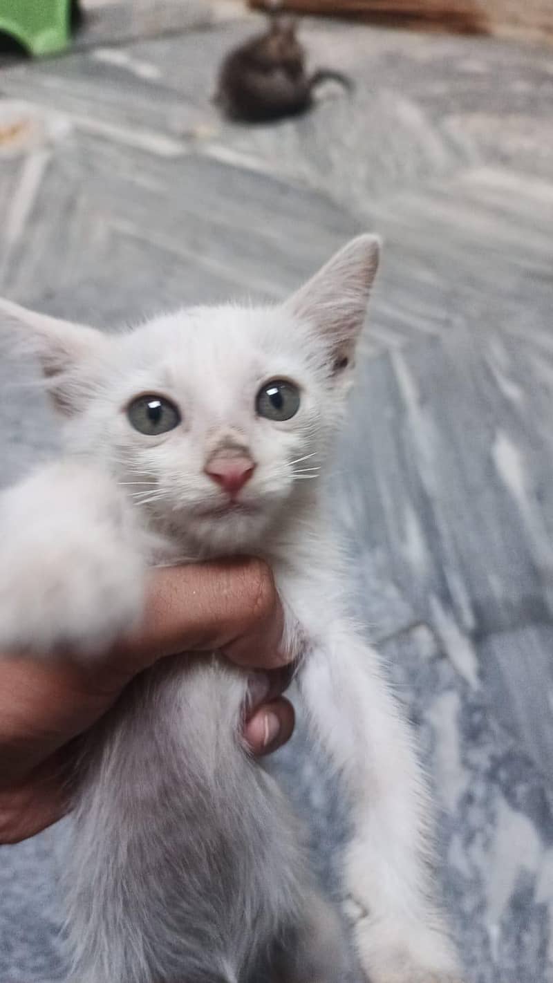Persion kittens 2