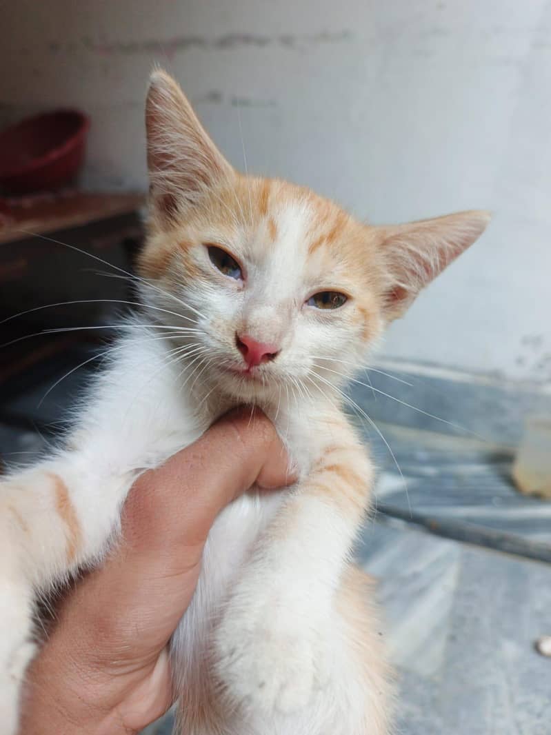 Persion kittens 3