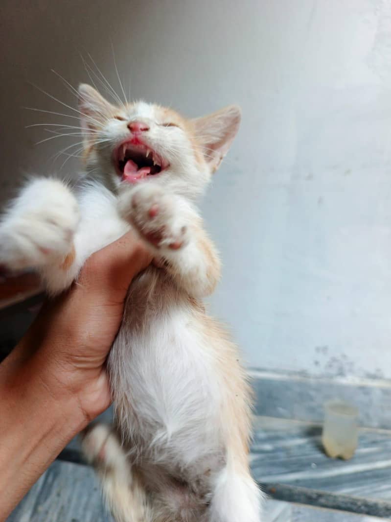 Persion kittens 4