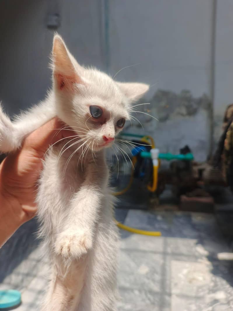 Persion kittens 5