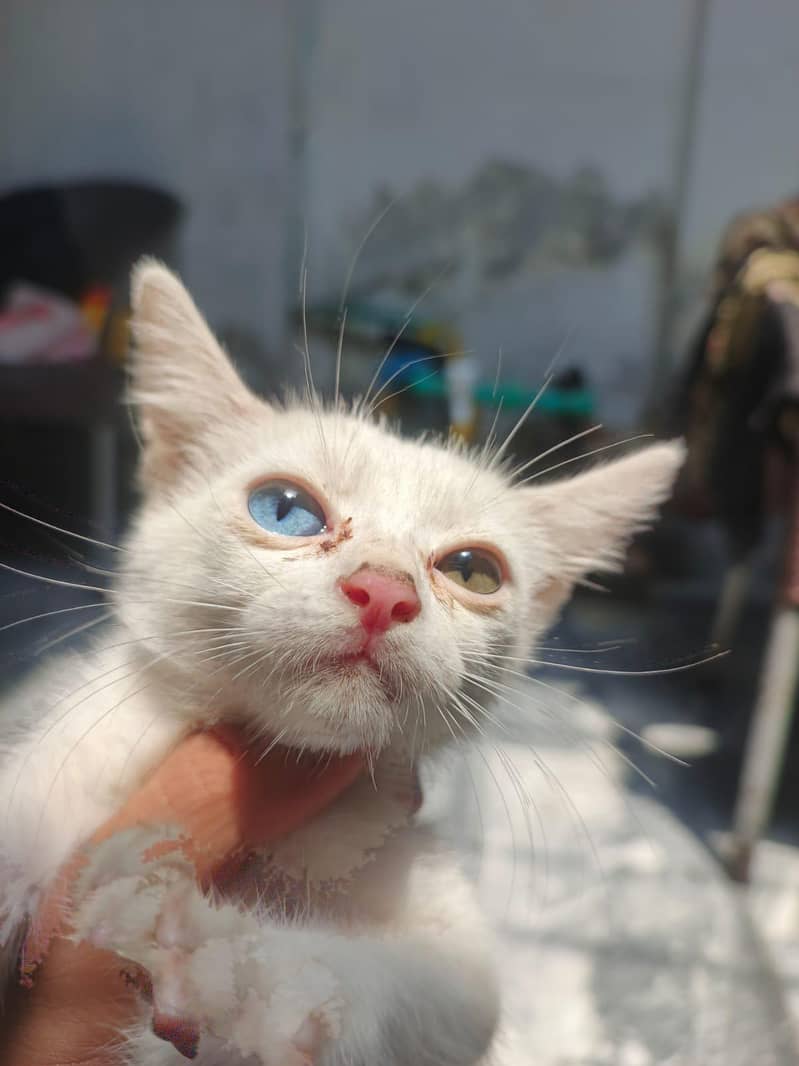 Persion kittens 6