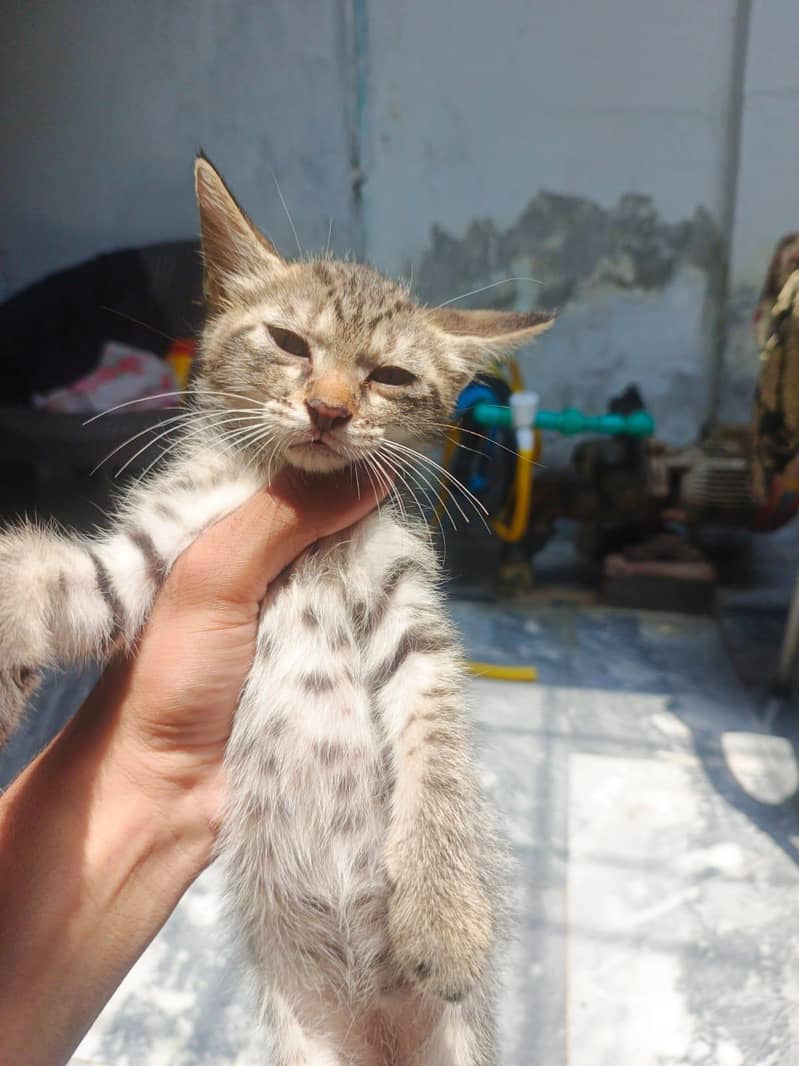 Persion kittens 7