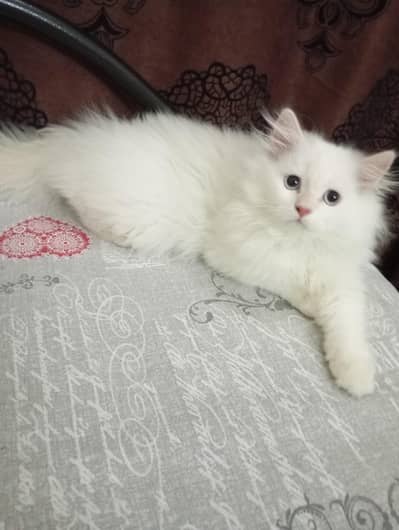 Persian kittens for sale