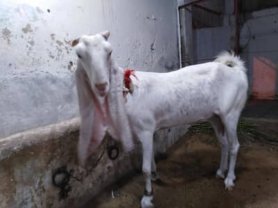 big size gulabi bakri 2 month crossed with rajanpuri breeder