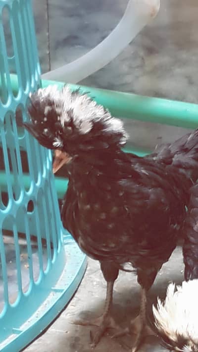 Coco Polish| Black Polish| white Polish |white bantam egg laying pair