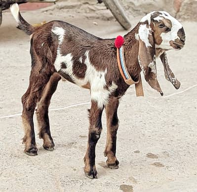 Nagra Beetal Bakra Goat kid