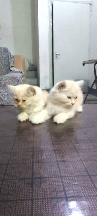 persian cat tripple coat