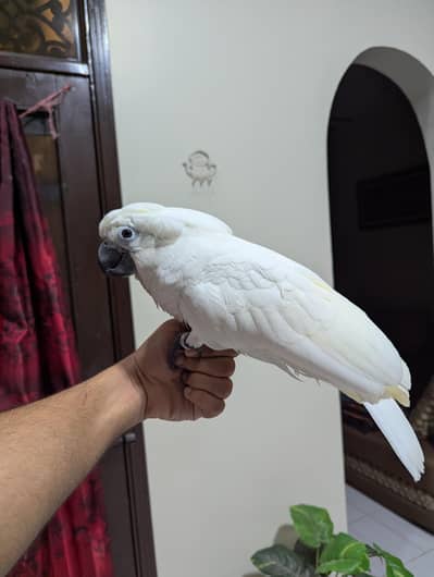 umbrella cockatoo and lessor cockatoo