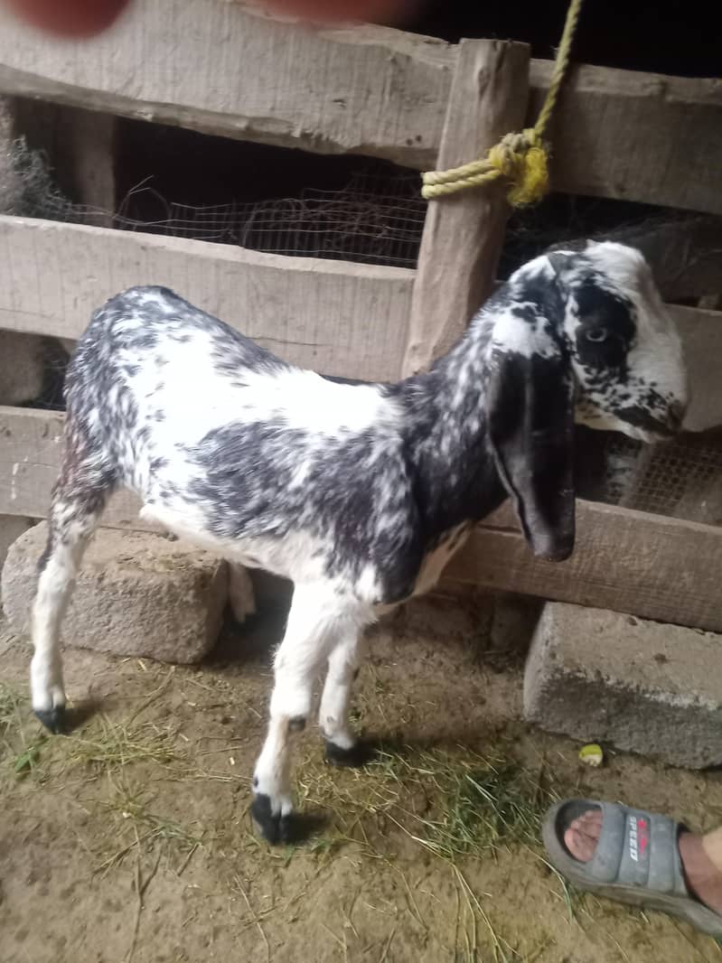 bakra 0