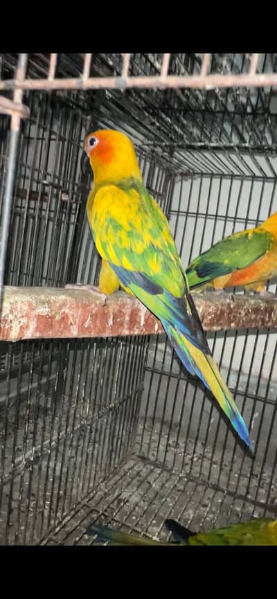 Sunconure Self pieces