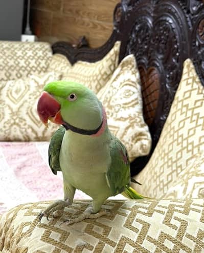 Green Parrot