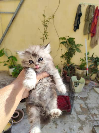 persain grey kitten long cod