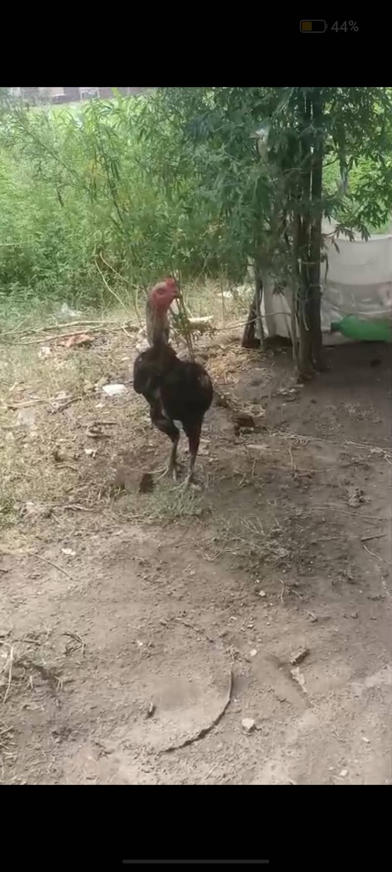 murga 0