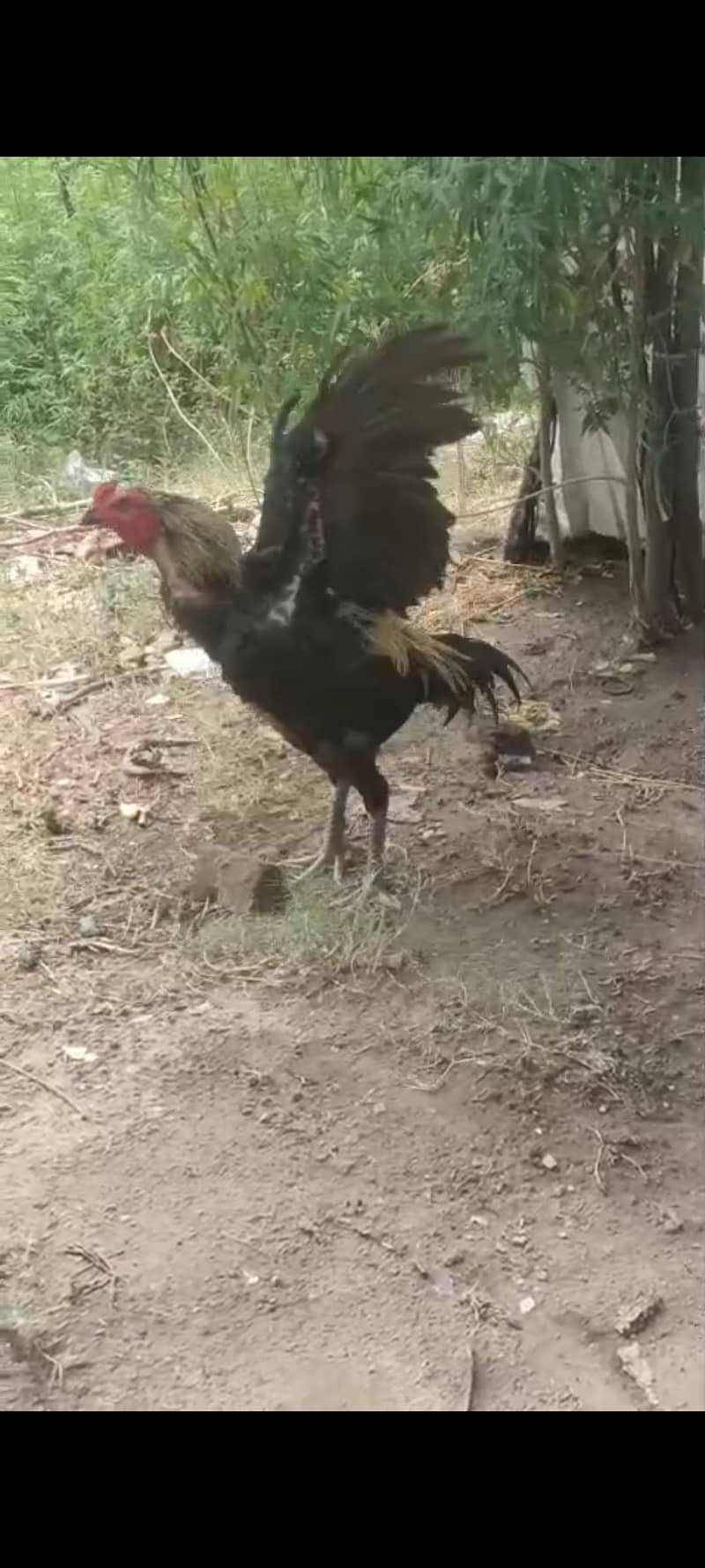 murga 4