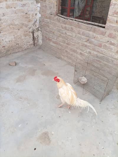 Heera Aseel Available for sell