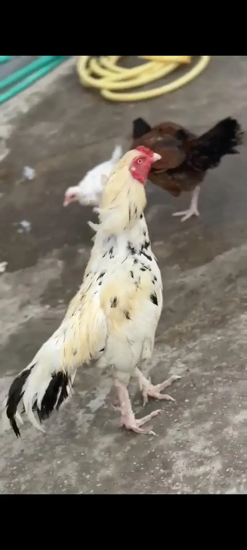 pure aseel mianwali murga