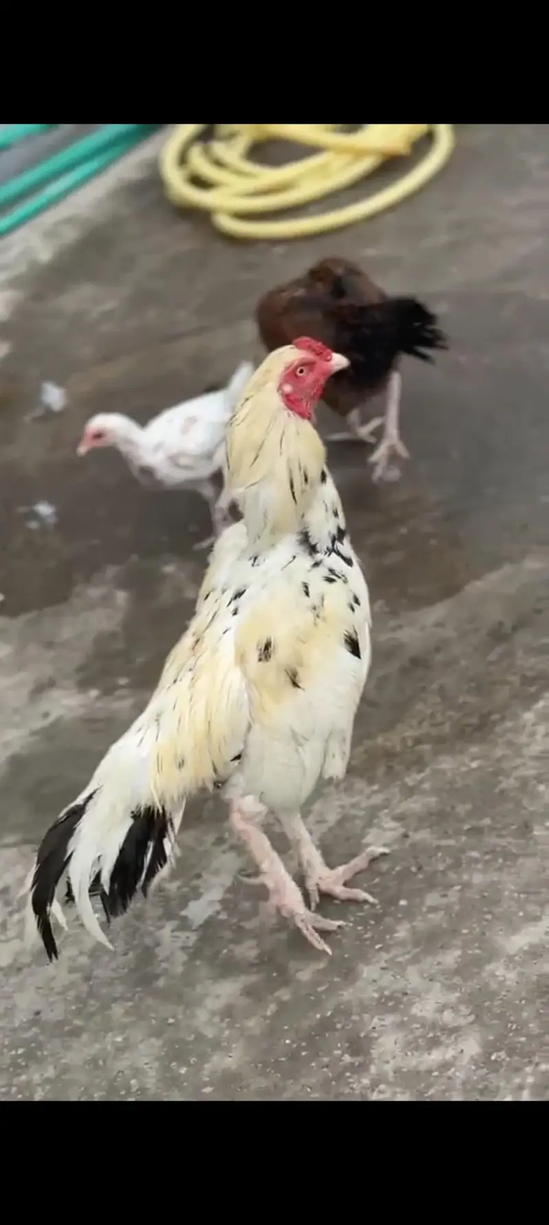 pure aseel mianwali murga — photo 2