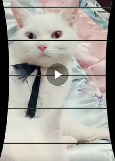 white Persian kitten. Lahore