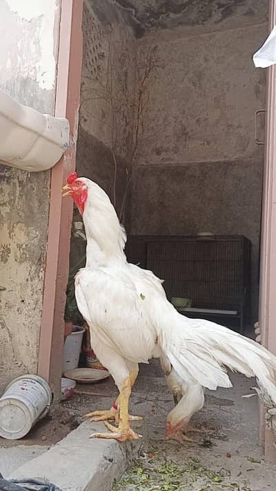 white murga