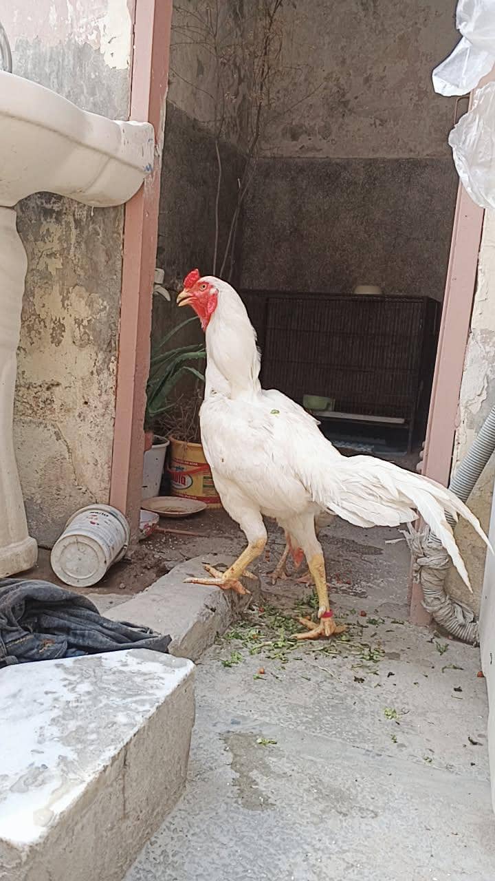 white murga 2