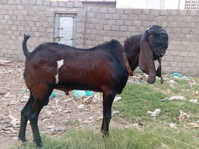 Nagra Beetal (Breeder)