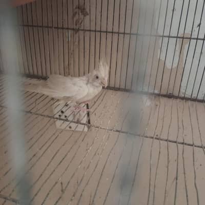 female. cocktail. . eno. red. eye. pathy