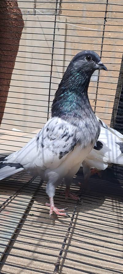 High Flyer pigeon