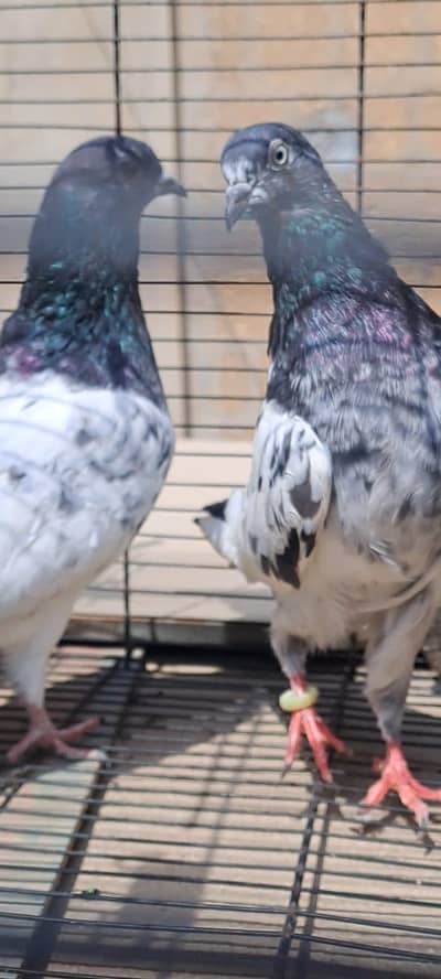 High Flyer pigeon