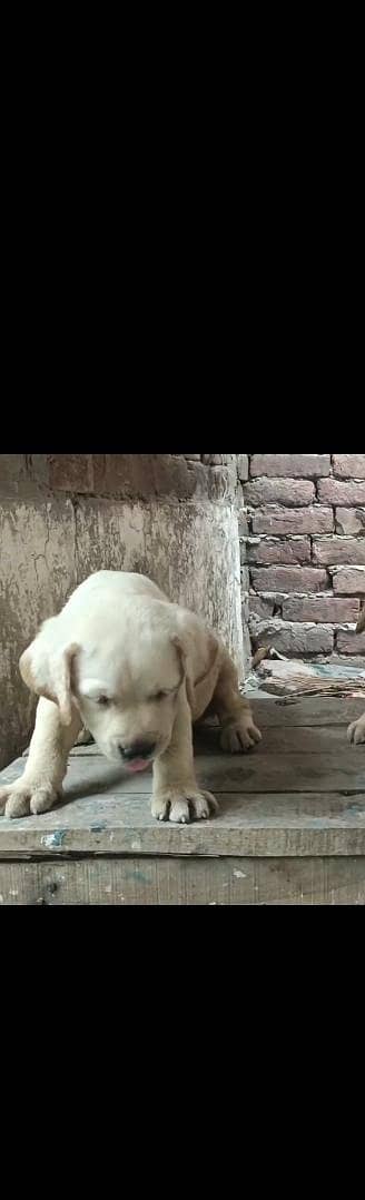 Labrador puppies
