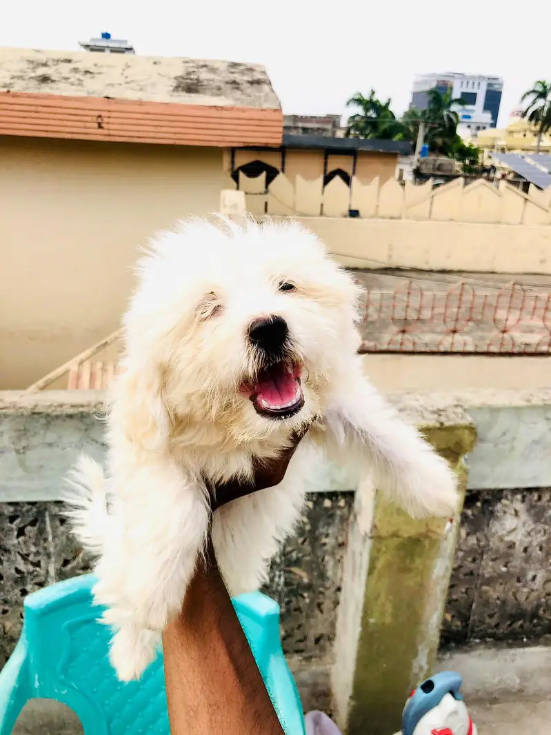 Maltese puppies pair for sale