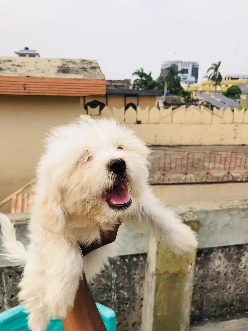 Maltese puppies pair for sale — photo 2
