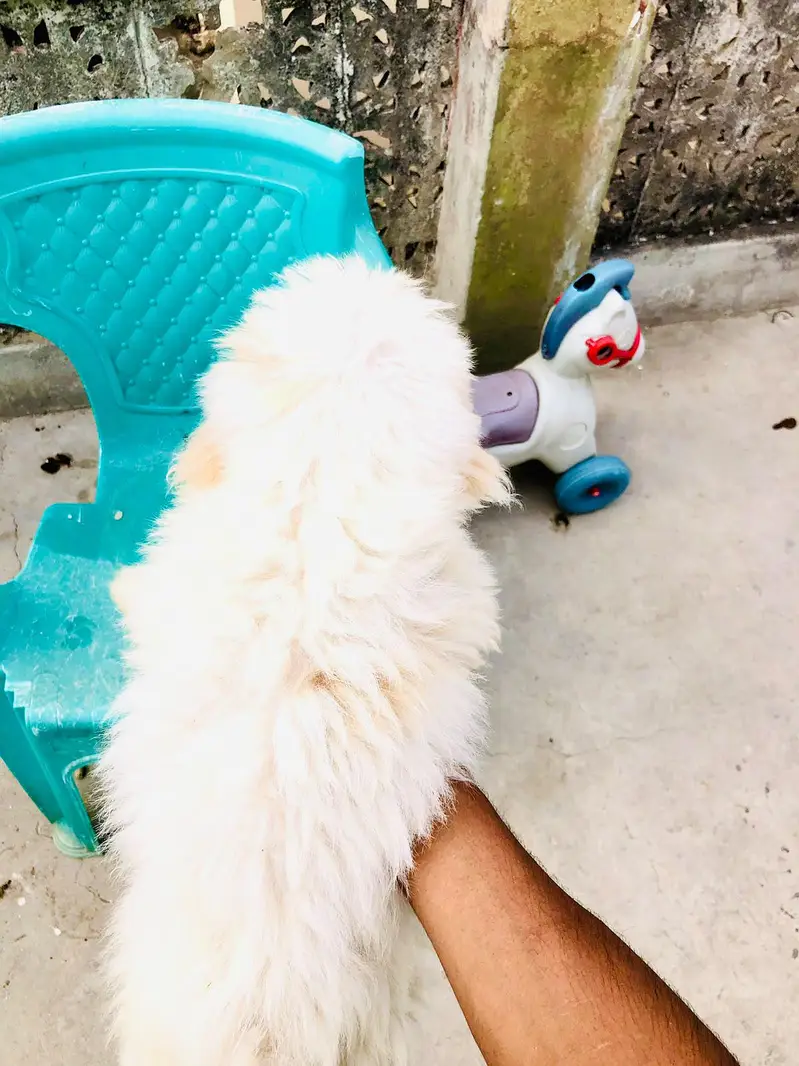 Maltese puppies pair for sale — photo 3