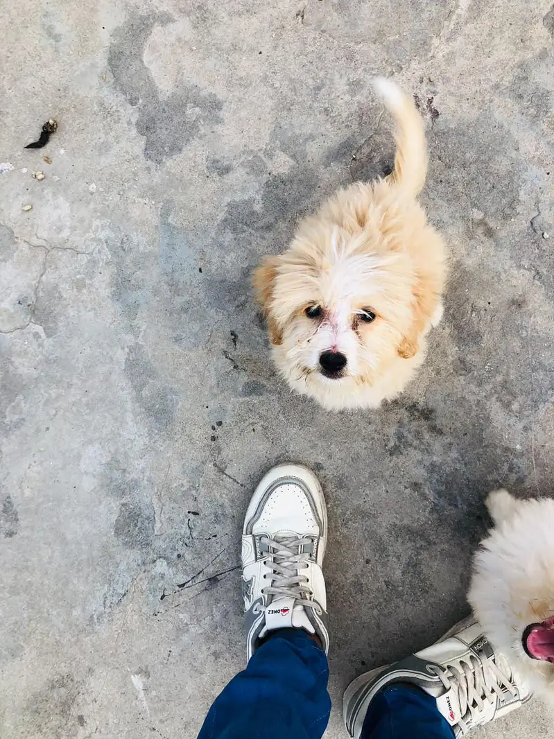Maltese puppies pair for sale — photo 4