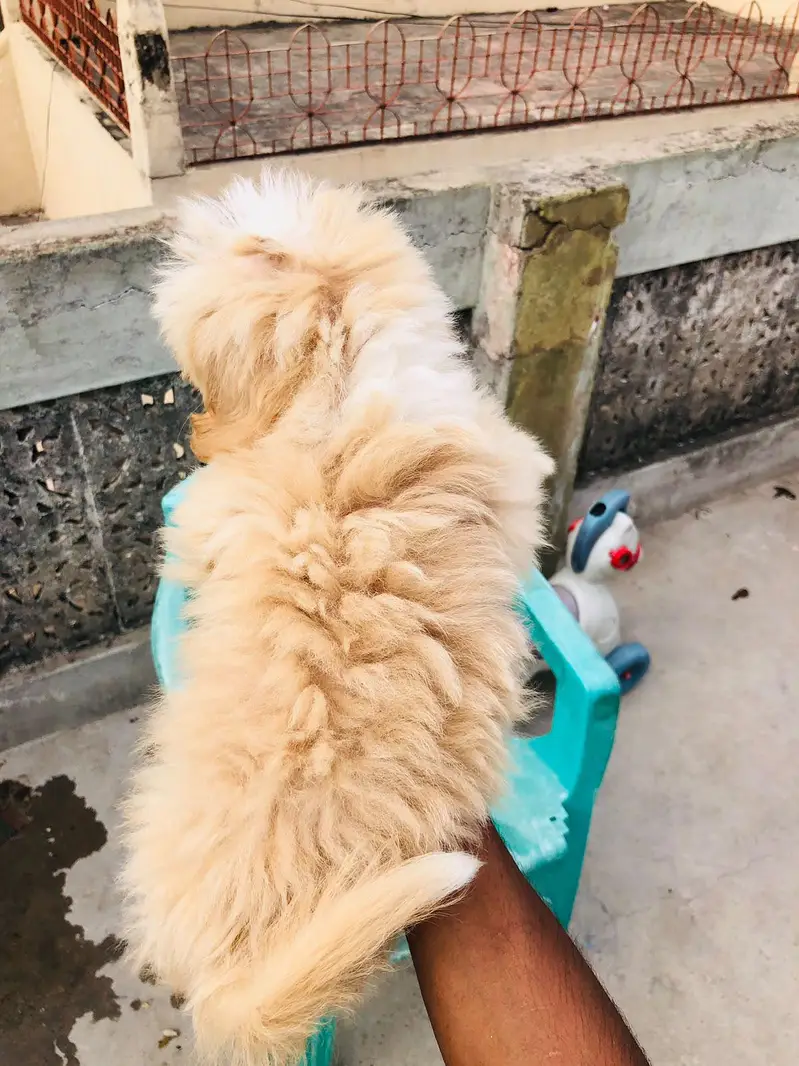 Maltese puppies pair for sale — photo 5
