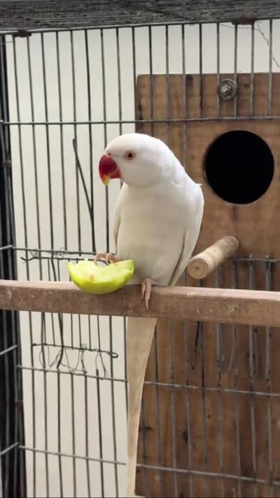 white breader female tame paisy kam ho gye gy