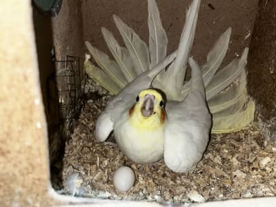 Cockatiel common white with breeding history