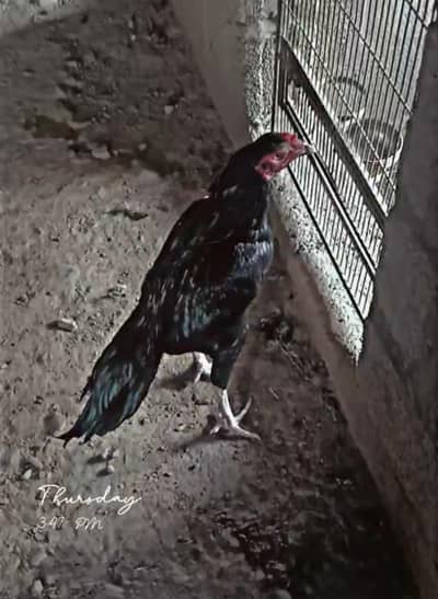 BEST QUALITY BIRD KING OF MY CAGE