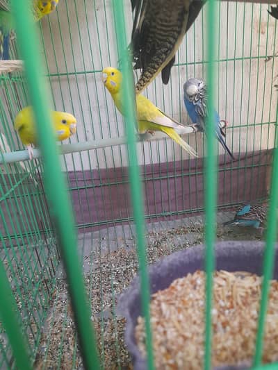 parrot cage for sale