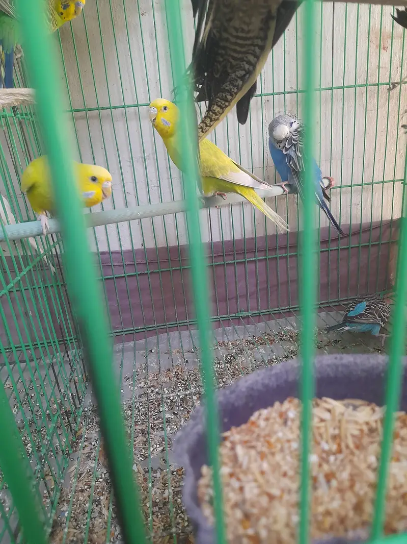 parrot cage for sale