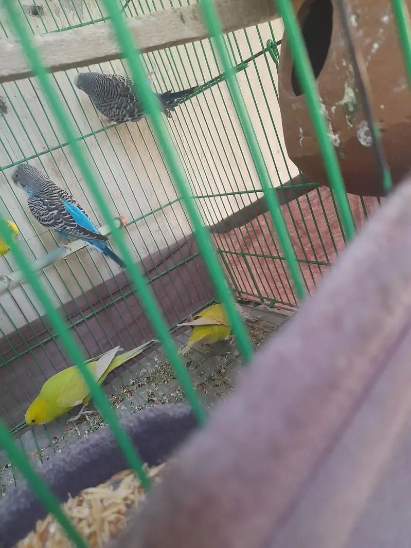 parrot cage for sale — photo 2