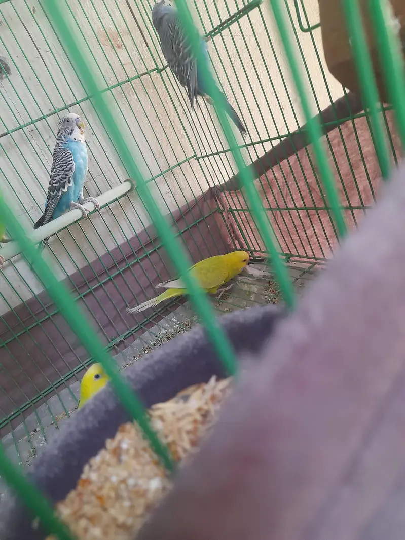 parrot cage for sale — photo 3