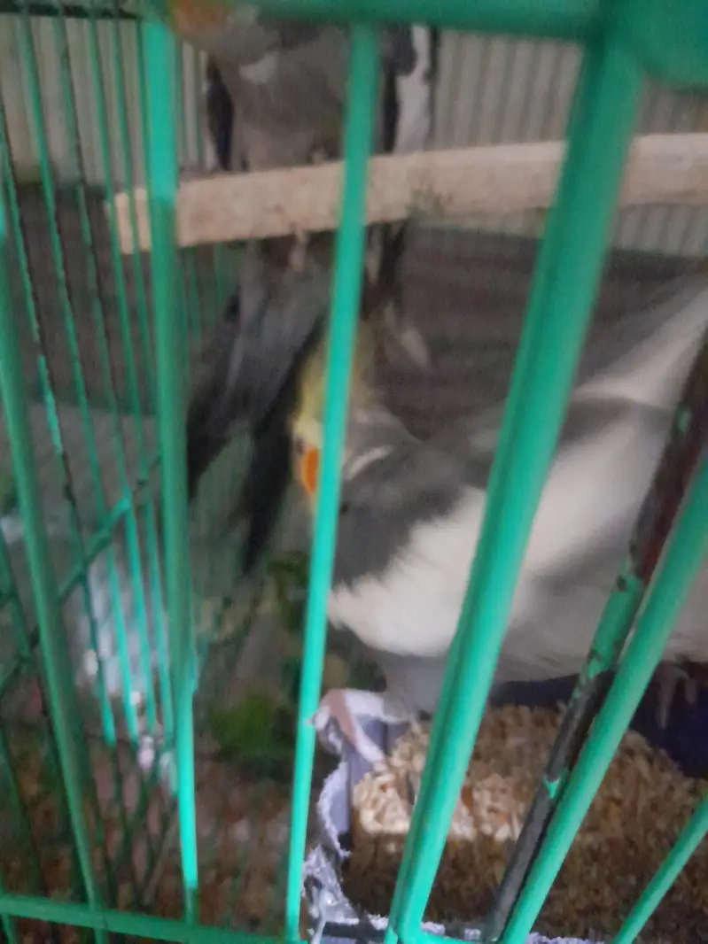 parrot cage for sale — photo 4