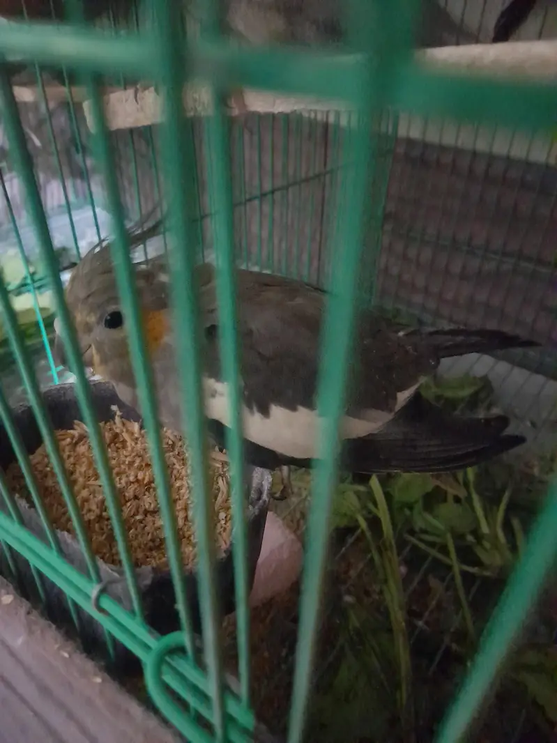 parrot cage for sale — photo 5