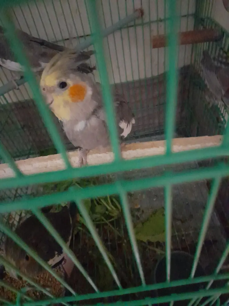 parrot cage for sale — photo 6
