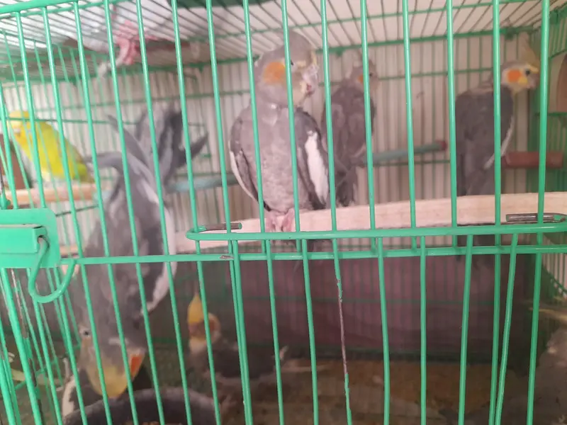 parrot cage for sale — photo 7