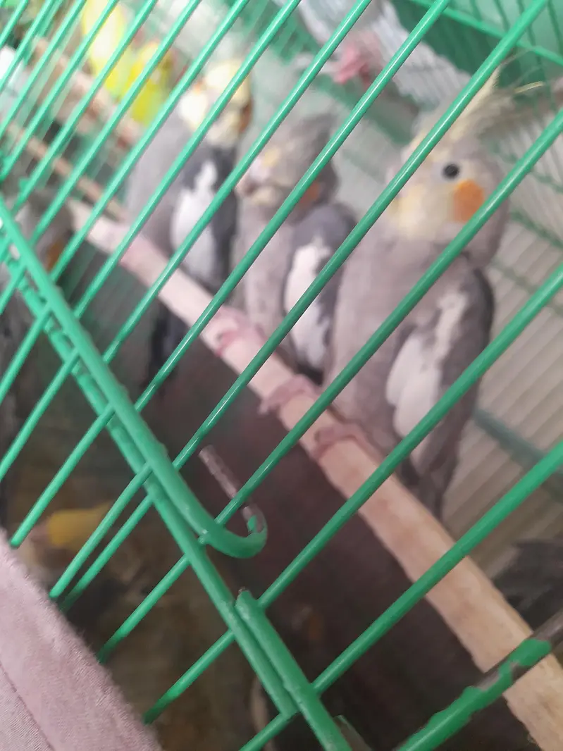 parrot cage for sale — photo 8